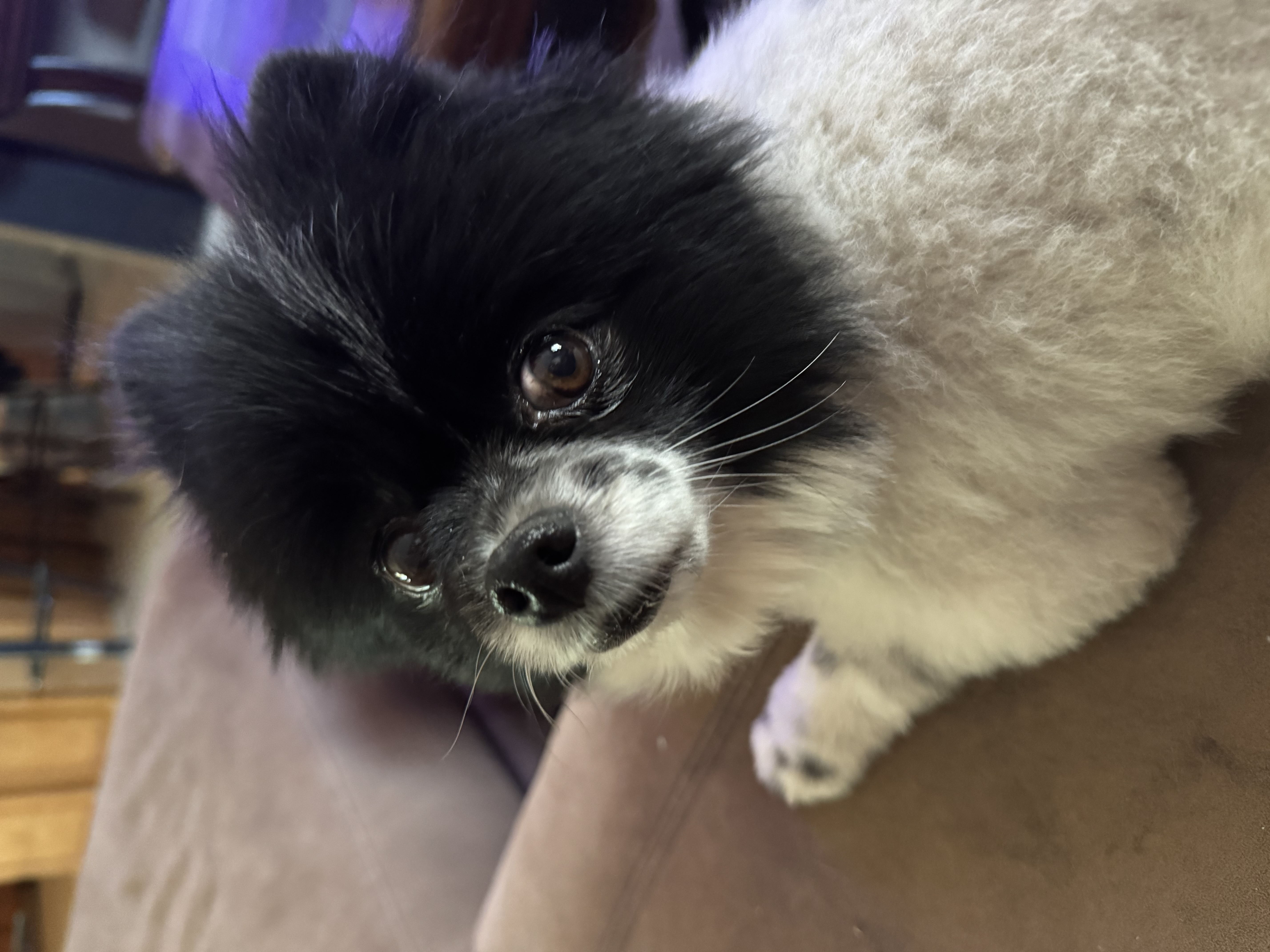 Chante — cared for by this Pet Pro