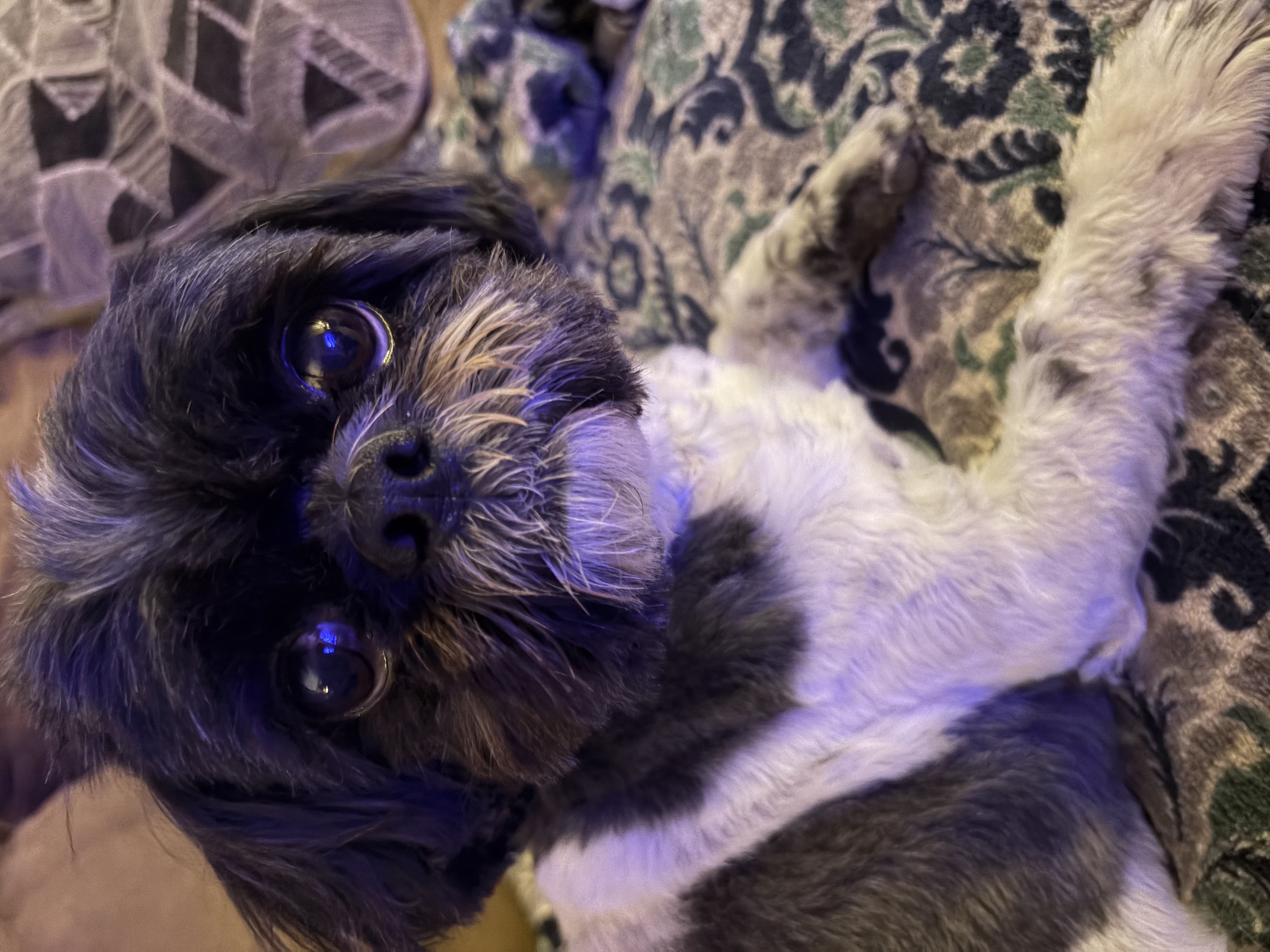 Jax — cared for by this Pet Pro