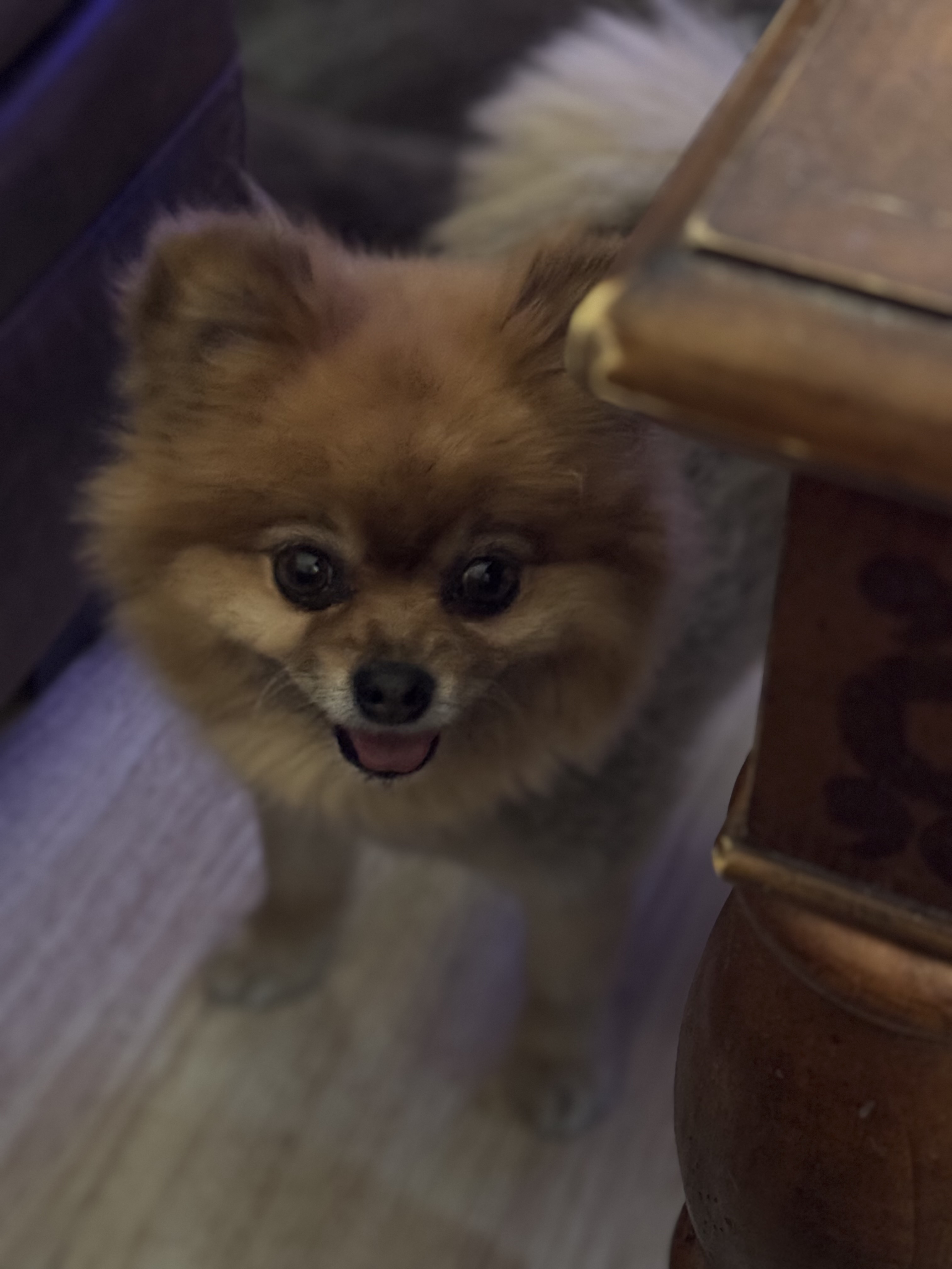 Chanel — cared for by this Pet Pro