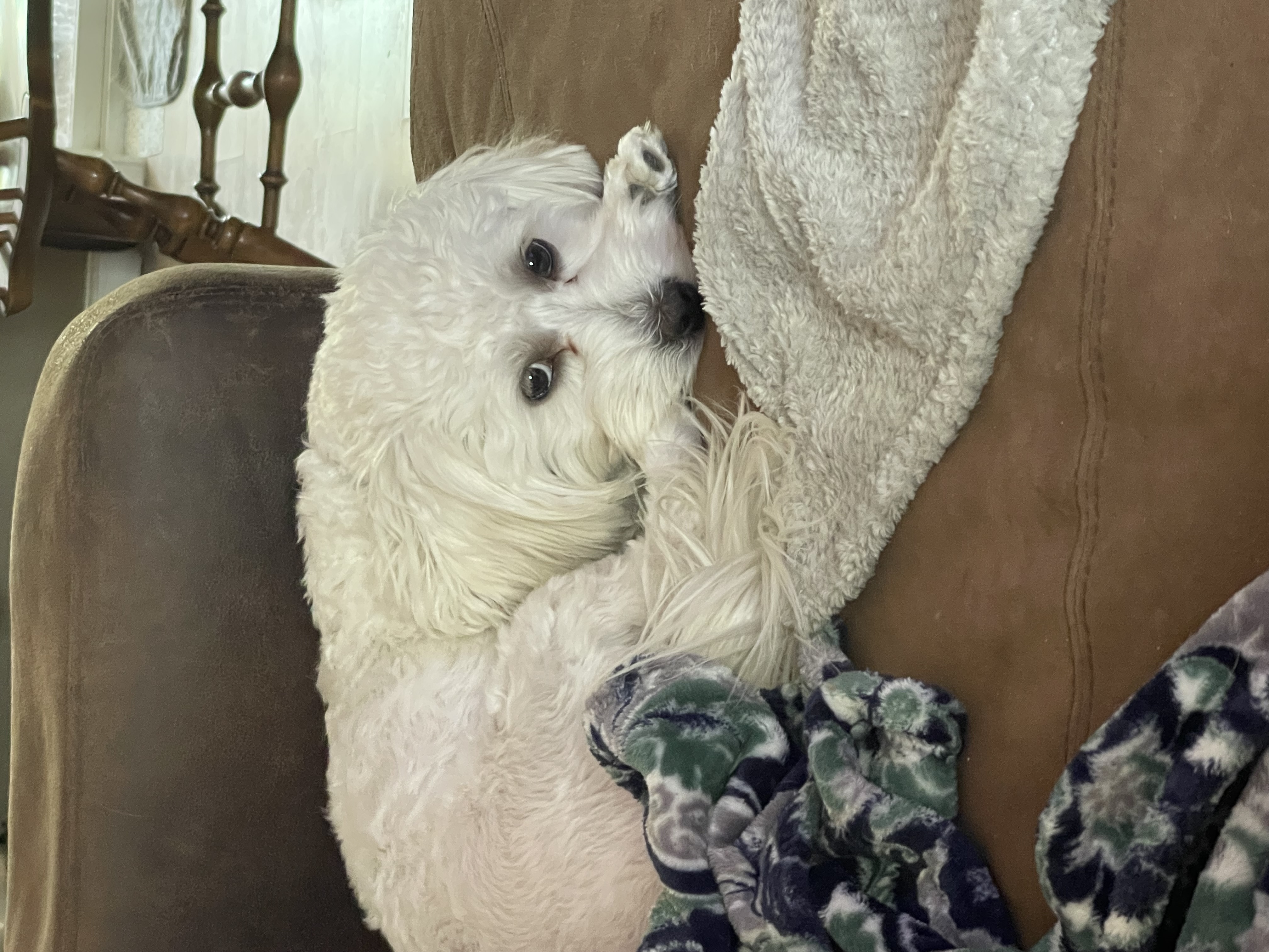 Reggie — cared for by this Pet Pro