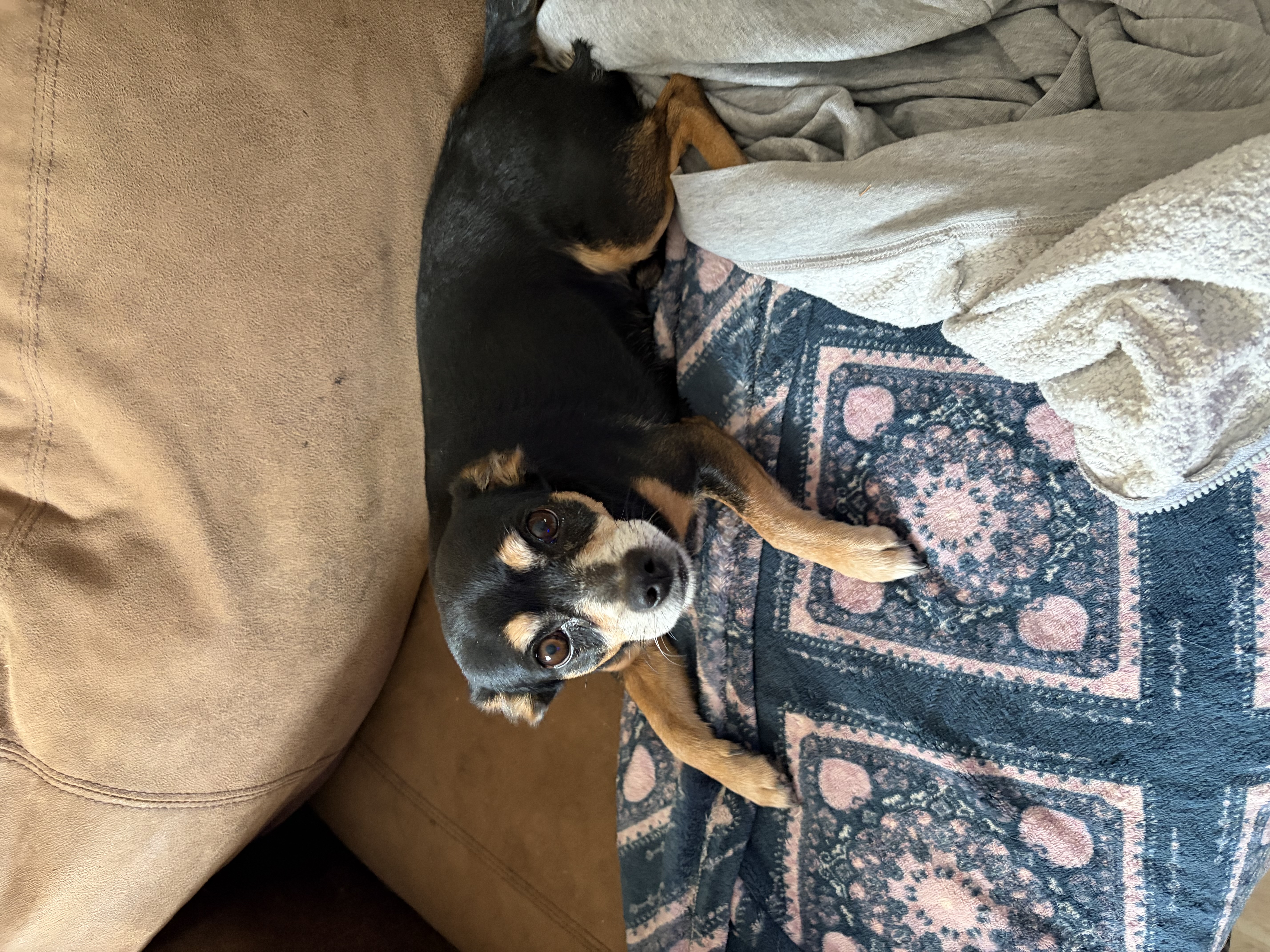 Pelusa — cared for by this Pet Pro