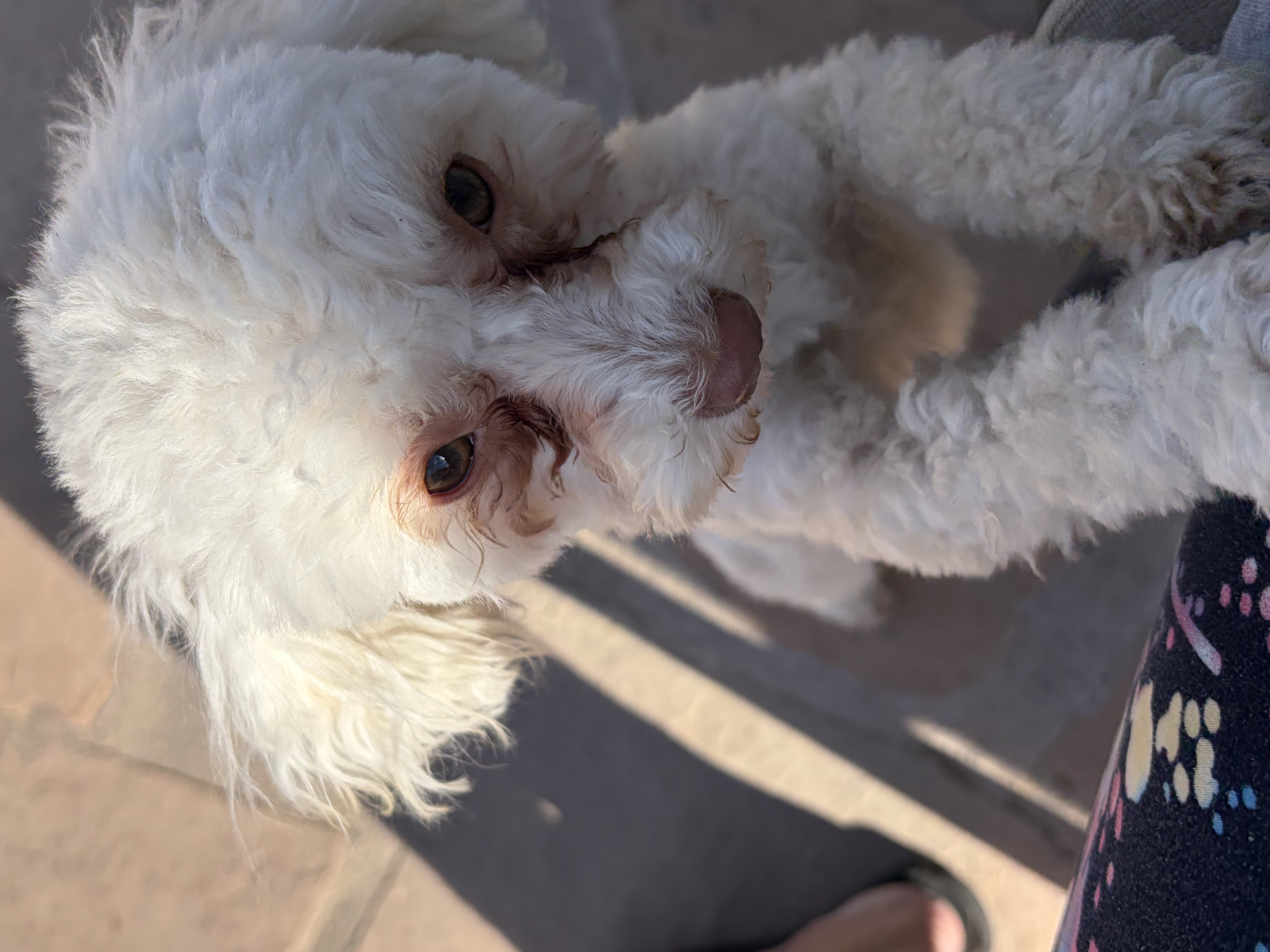 Mochi — cared for by this Pet Pro