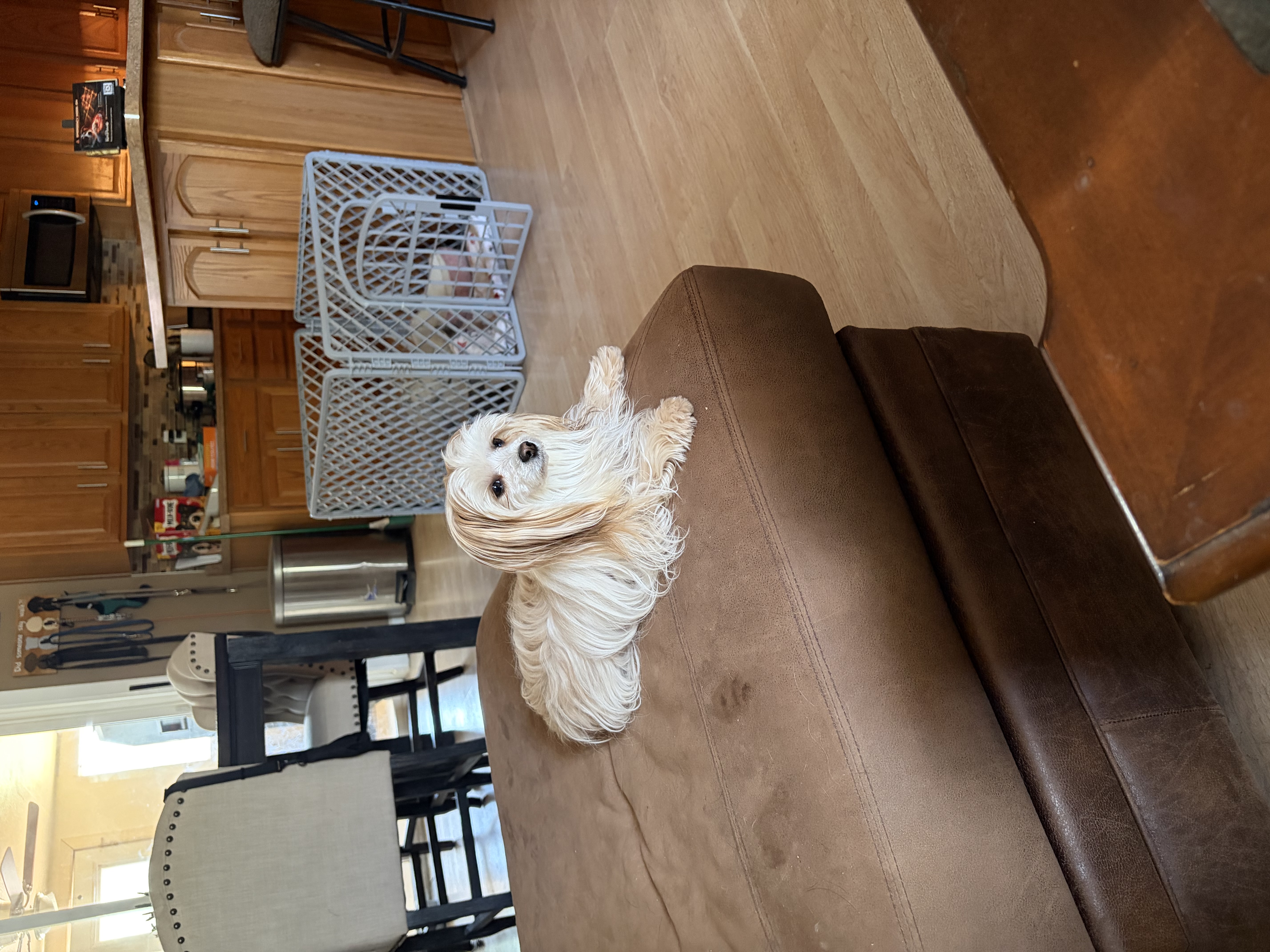 Carlee — cared for by this Pet Pro