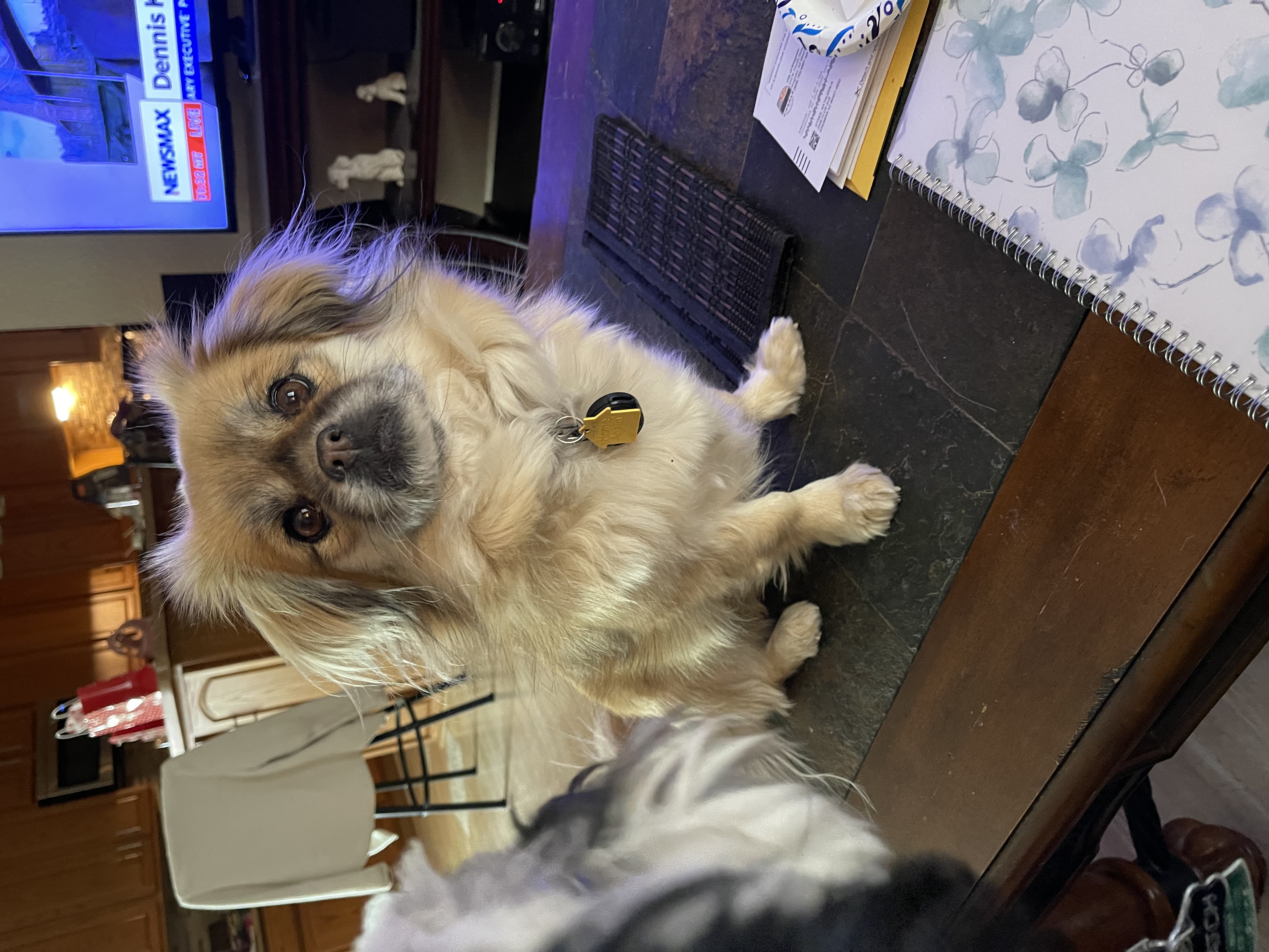Betsy — cared for by this Pet Pro