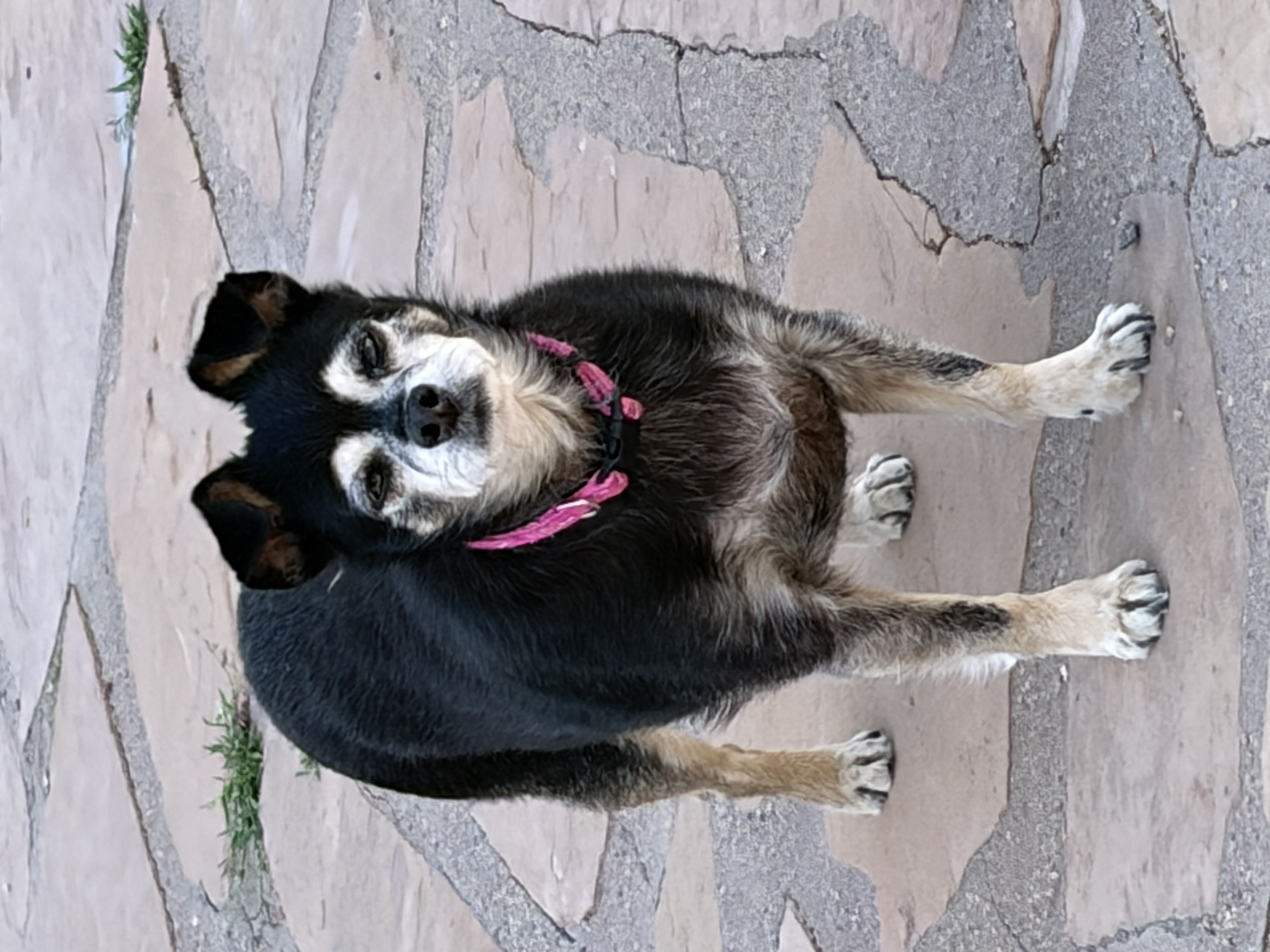 Penny — cared for by this Pet Pro