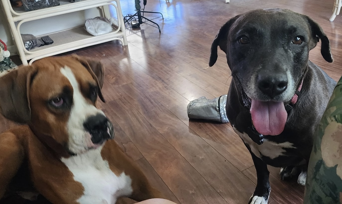 Buddy & Cash — cared for by this Pet Pro