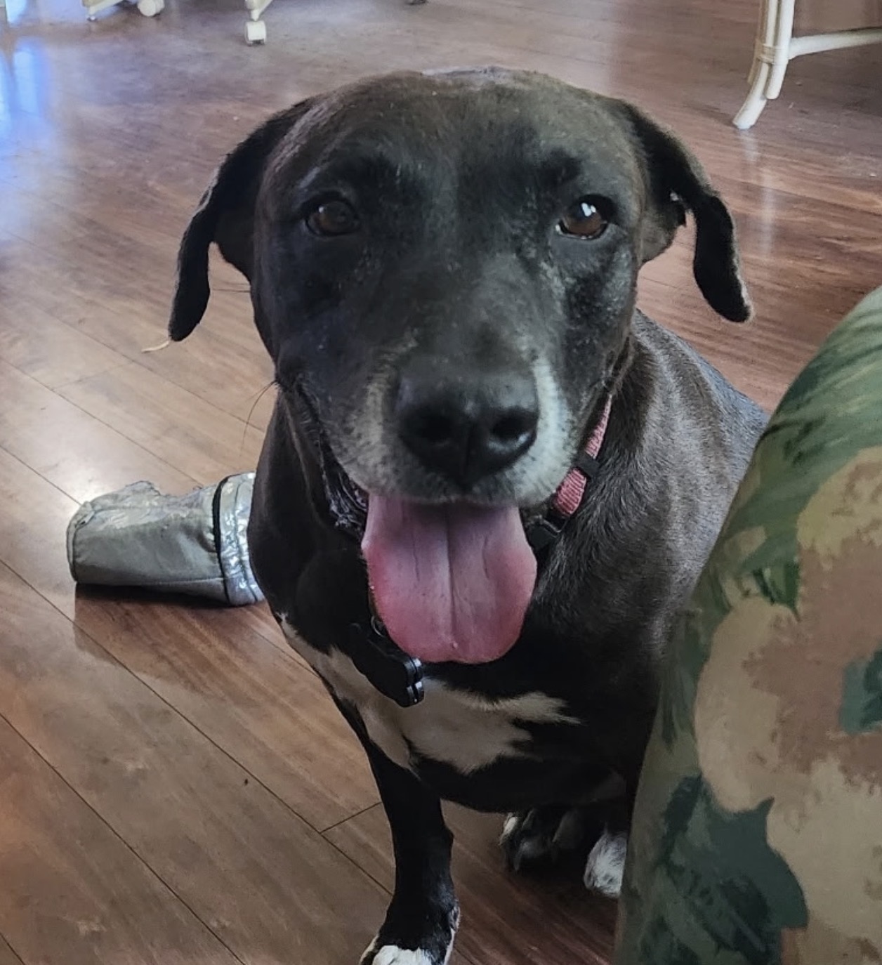 Buddy & Cash — cared for by this Pet Pro