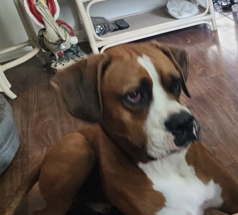 Buddy & Cash — cared for by this Pet Pro