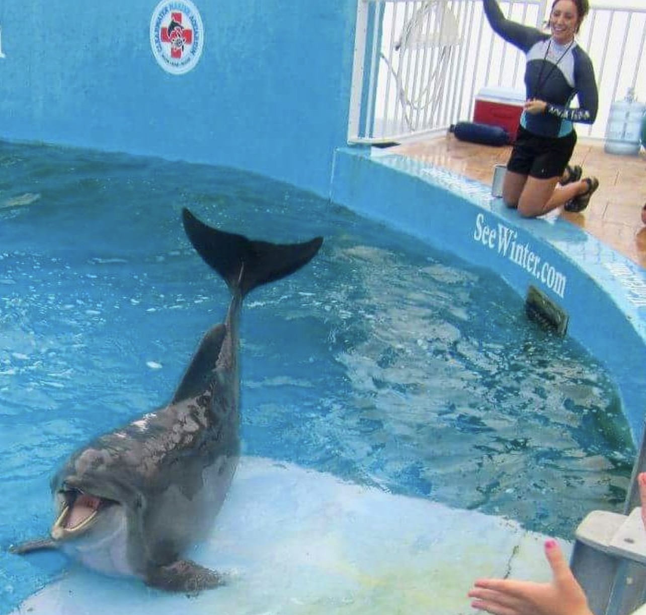Winter the Dolphin & Friends — cared for by this Pet Pro