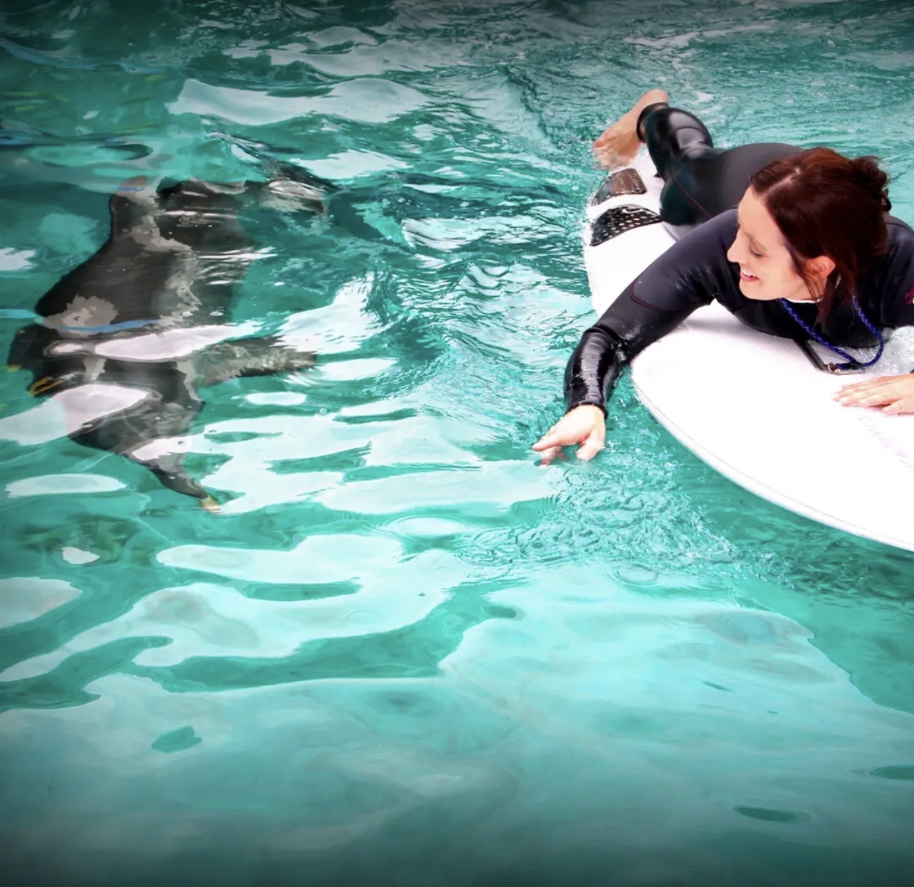 Winter the Dolphin & Friends — cared for by this Pet Pro