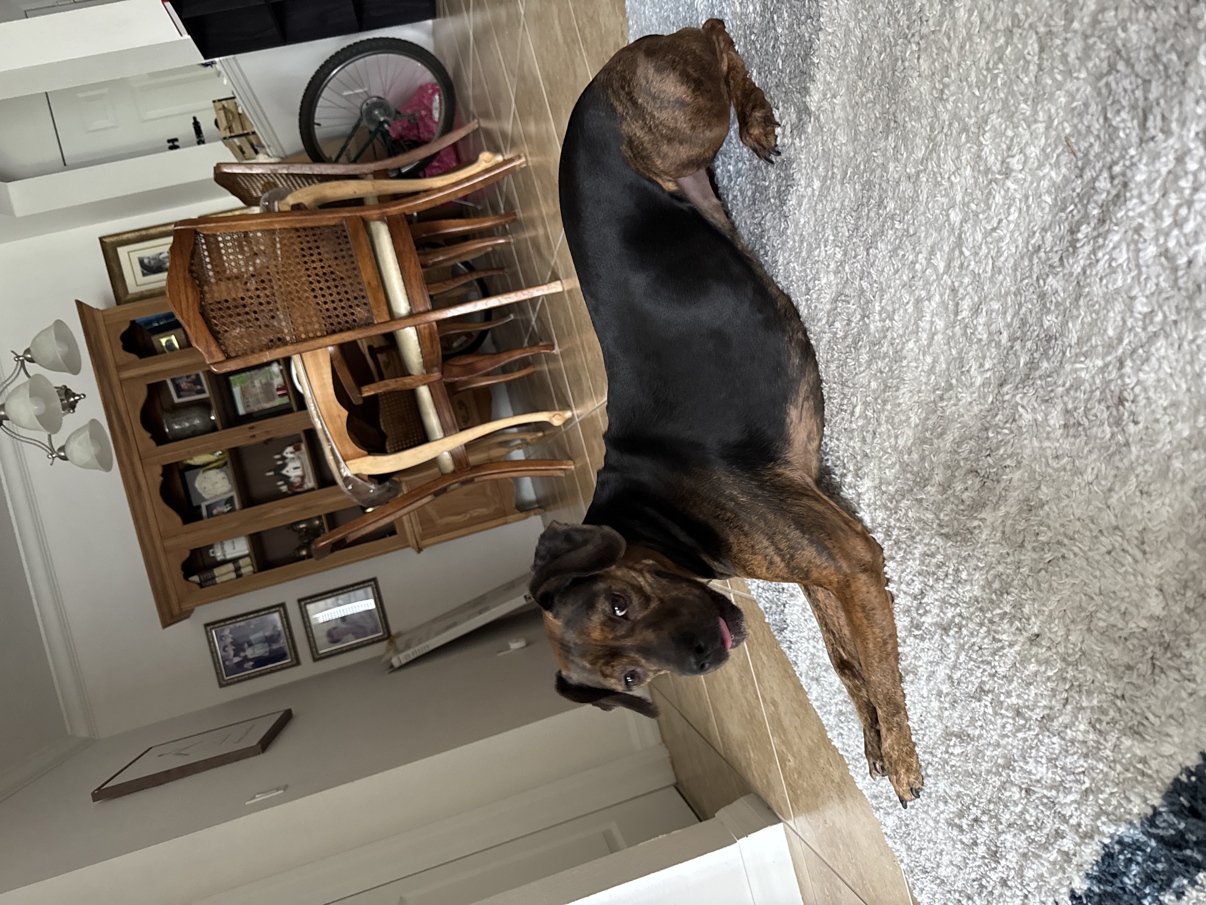 Juno — cared for by this Pet Pro