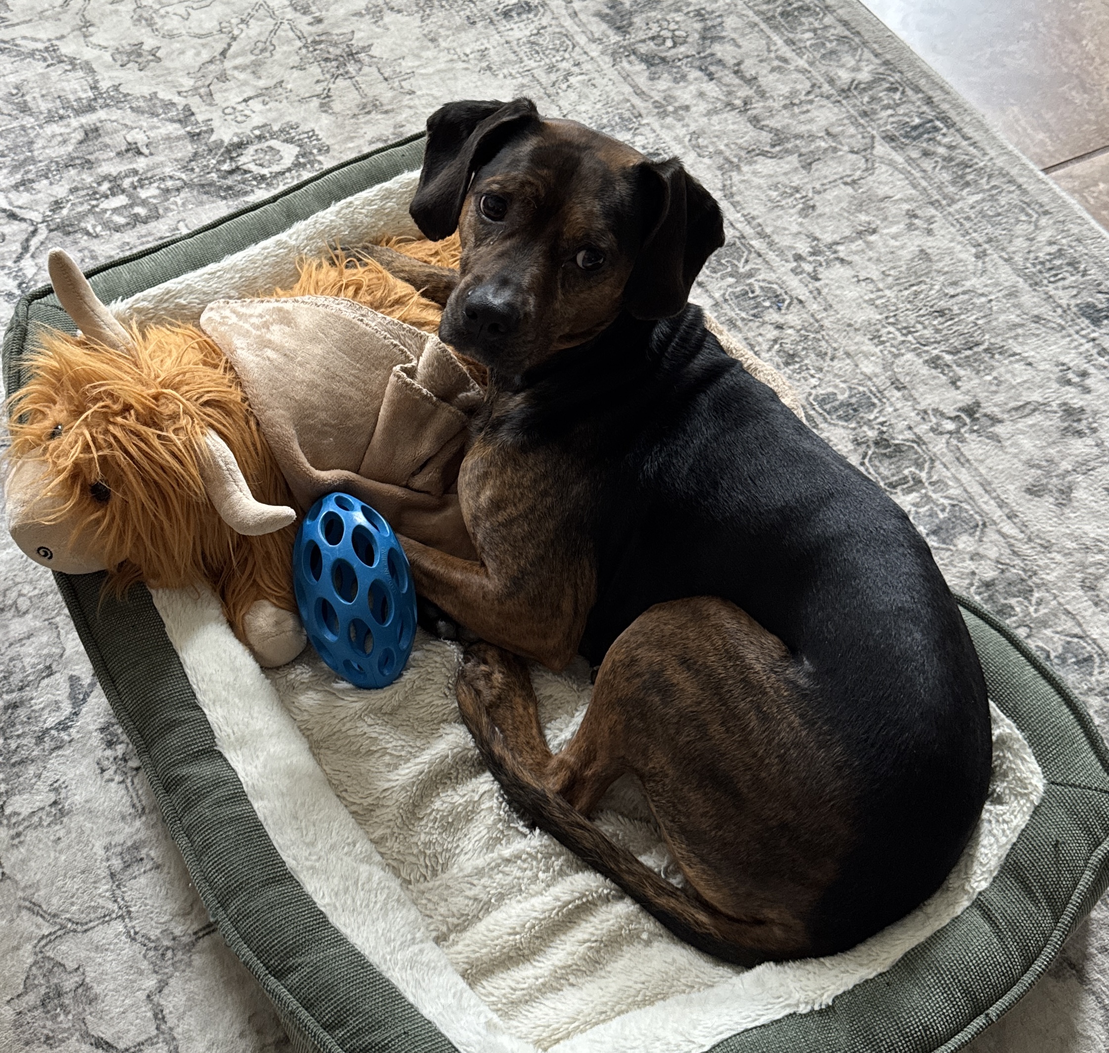 Juno — cared for by this Pet Pro
