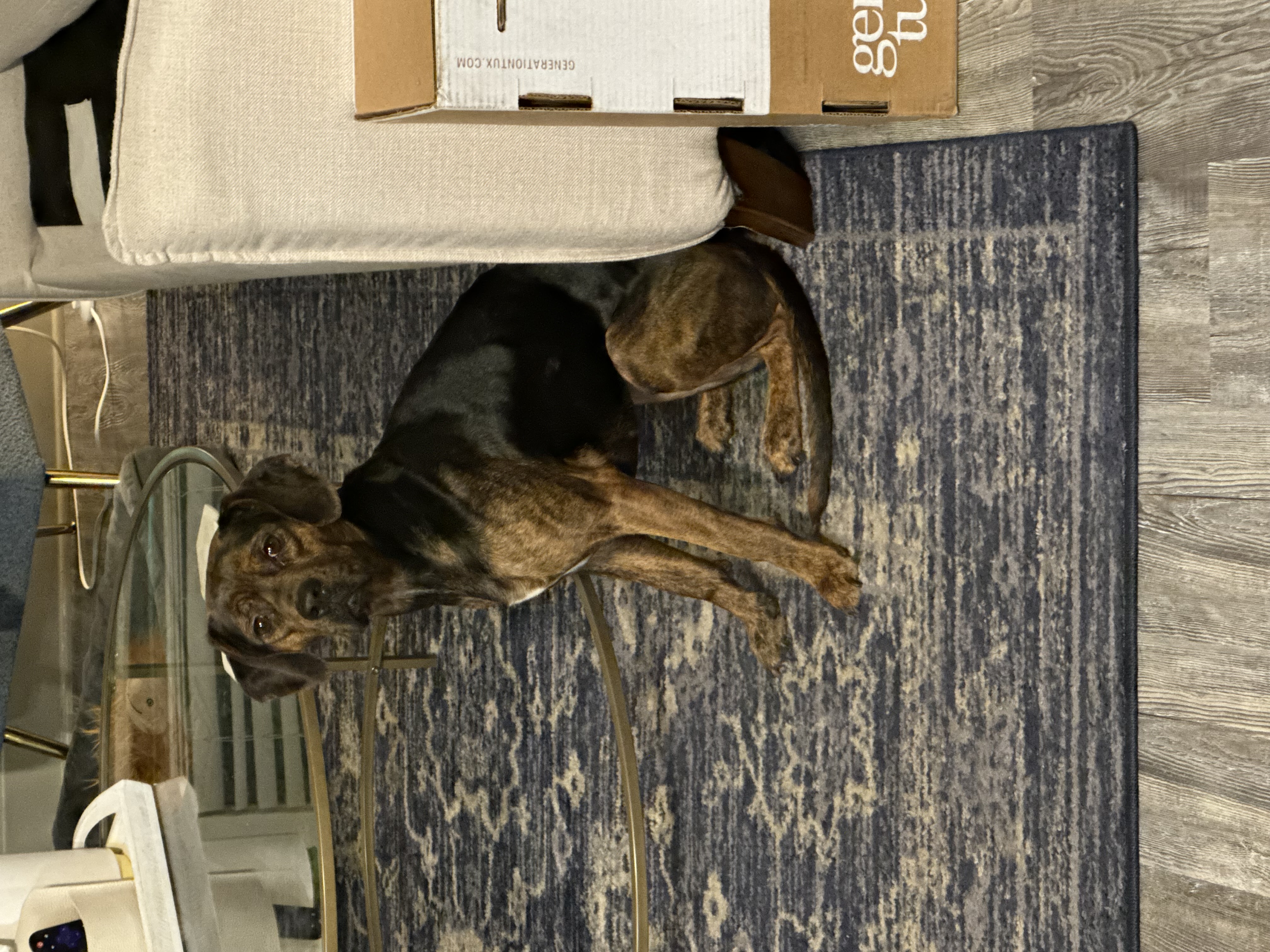 Juno — cared for by this Pet Pro