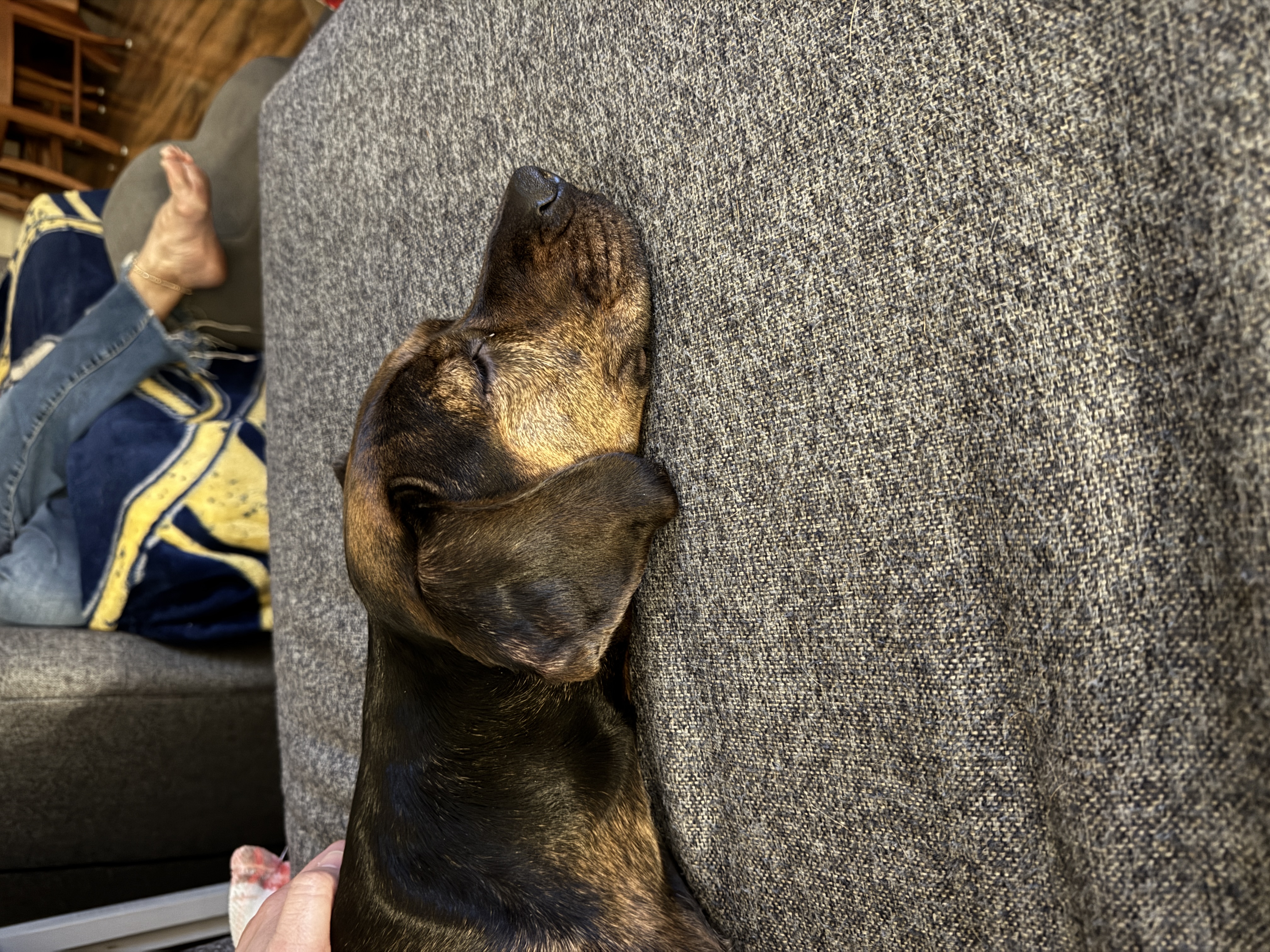 Juno — cared for by this Pet Pro