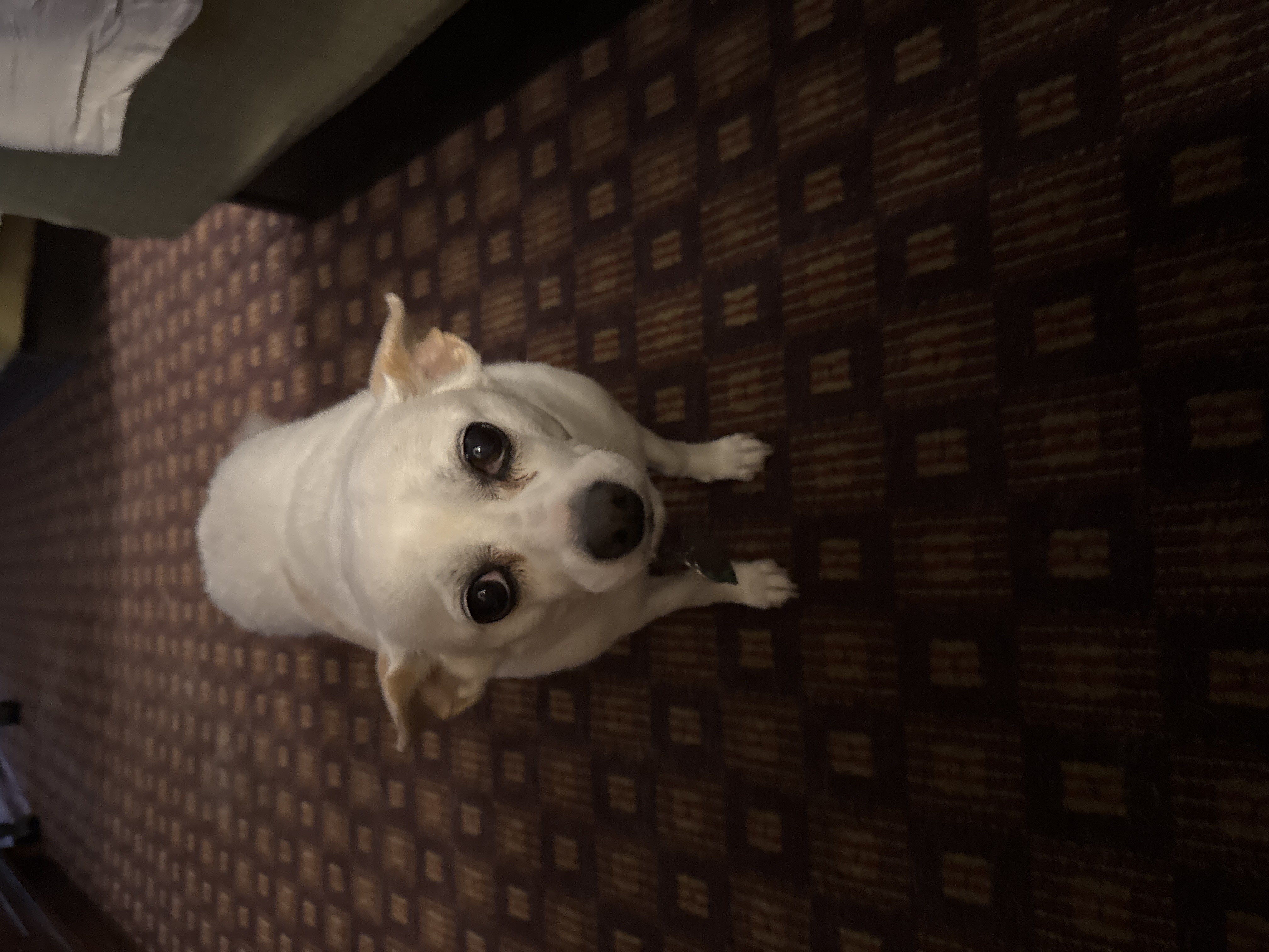 Spot — cared for by this Pet Pro