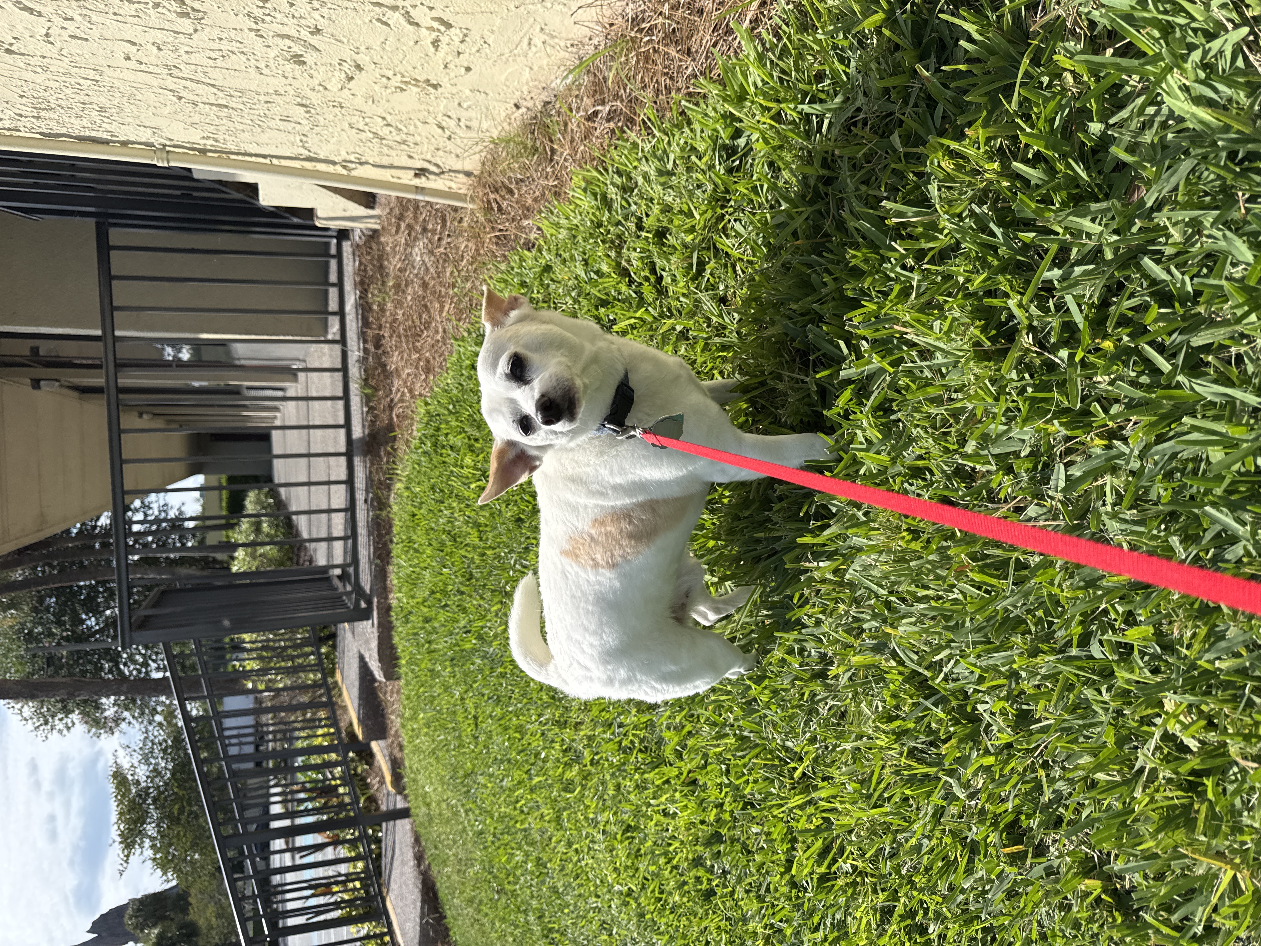Spot — cared for by this Pet Pro