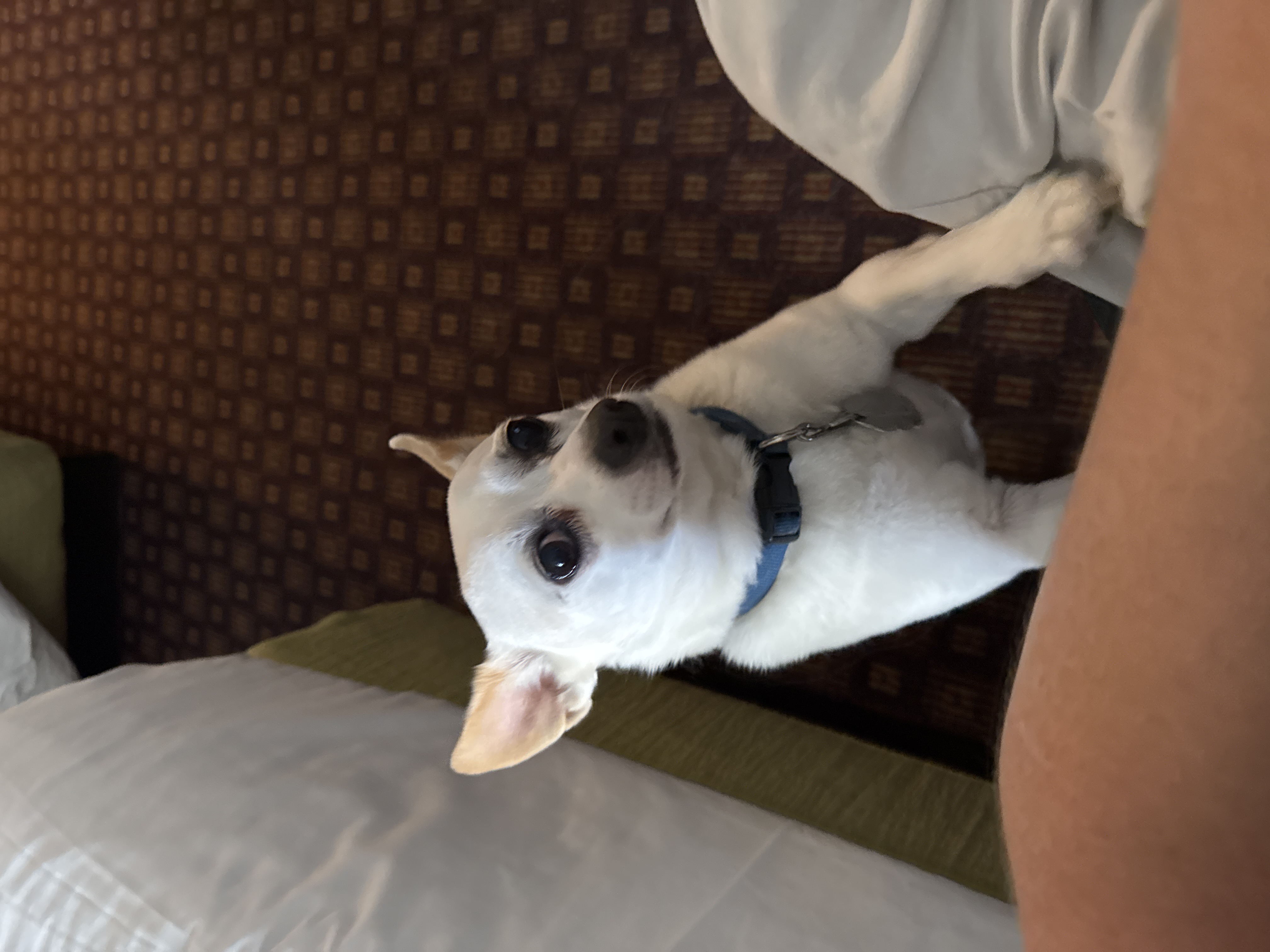 Spot — cared for by this Pet Pro