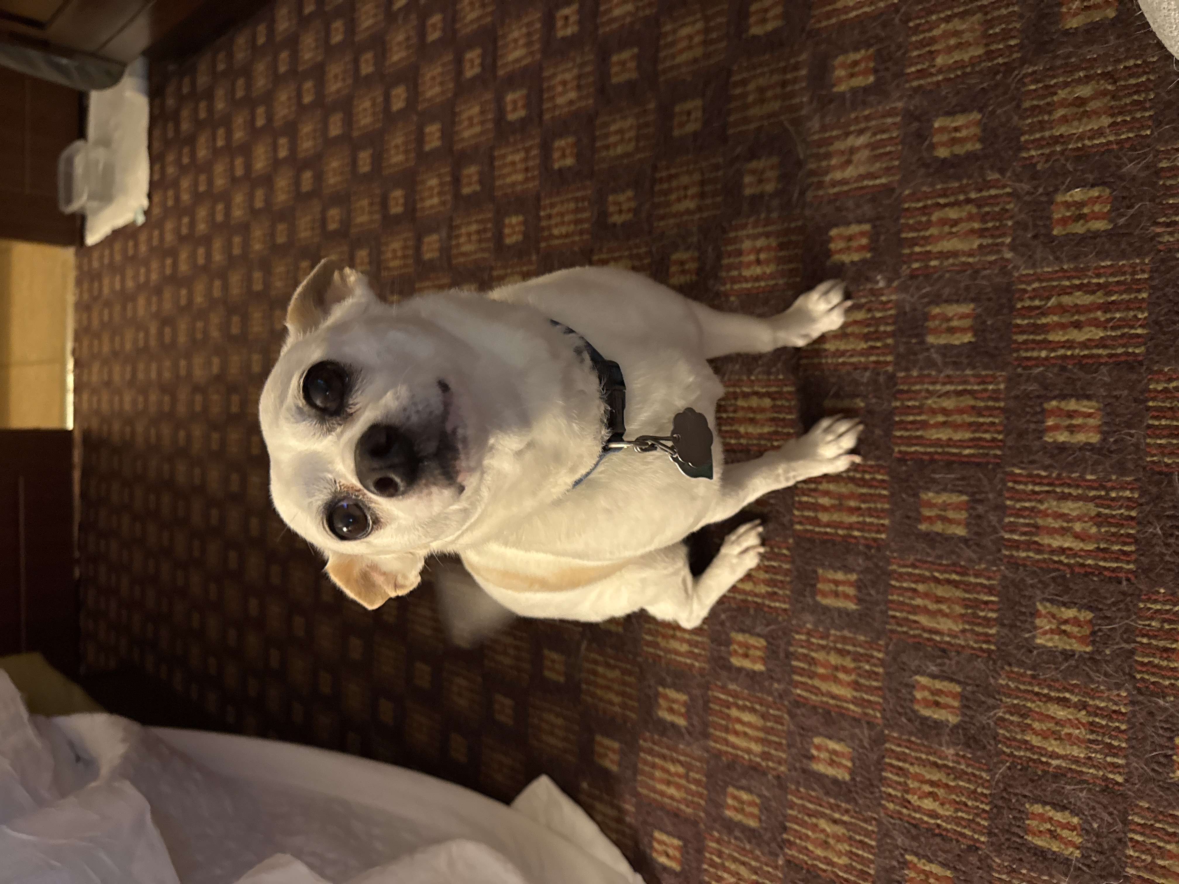 Spot — cared for by this Pet Pro
