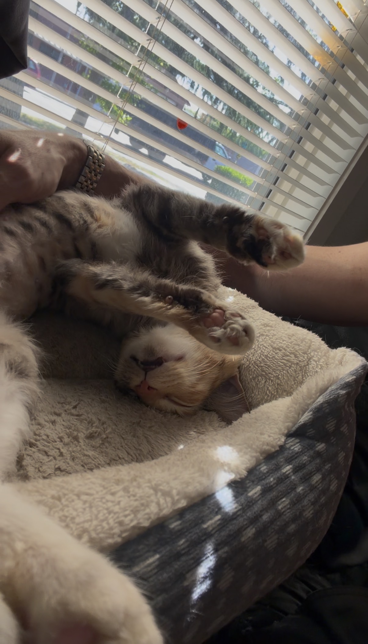 BABY — cared for by this Pet Pro