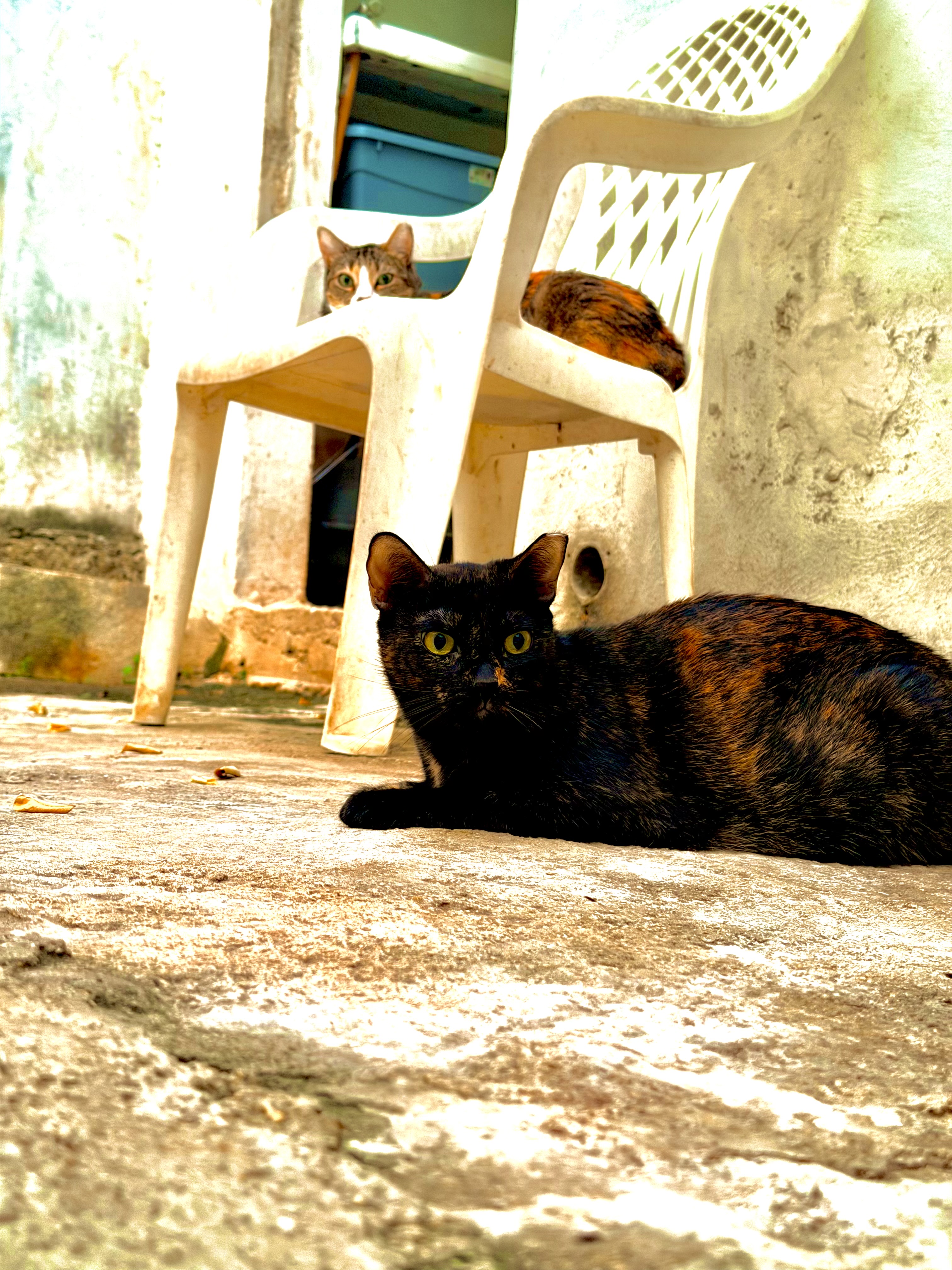 Risa gallery photo