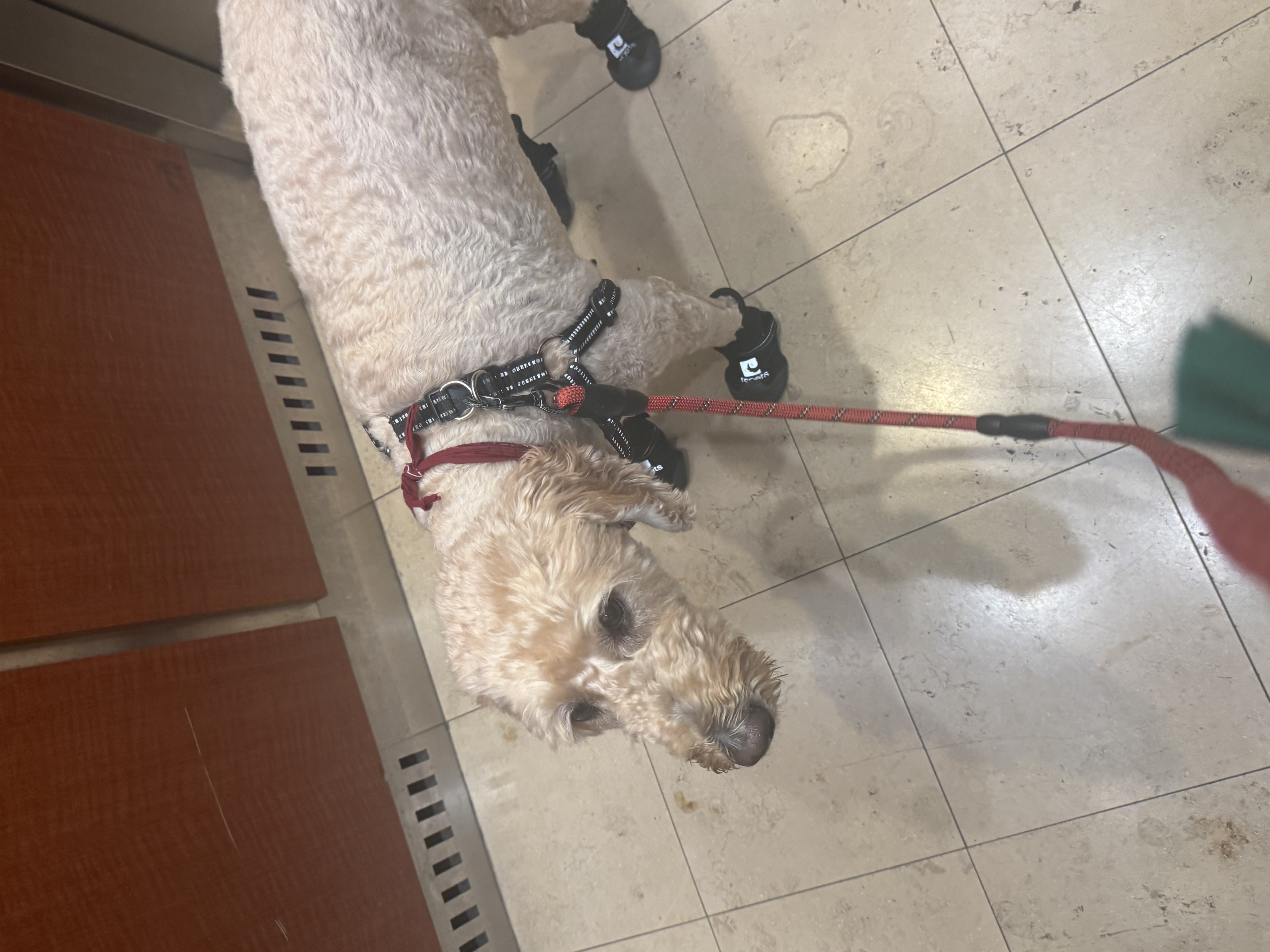 Dayanna’s pet care🐾 gallery photo
