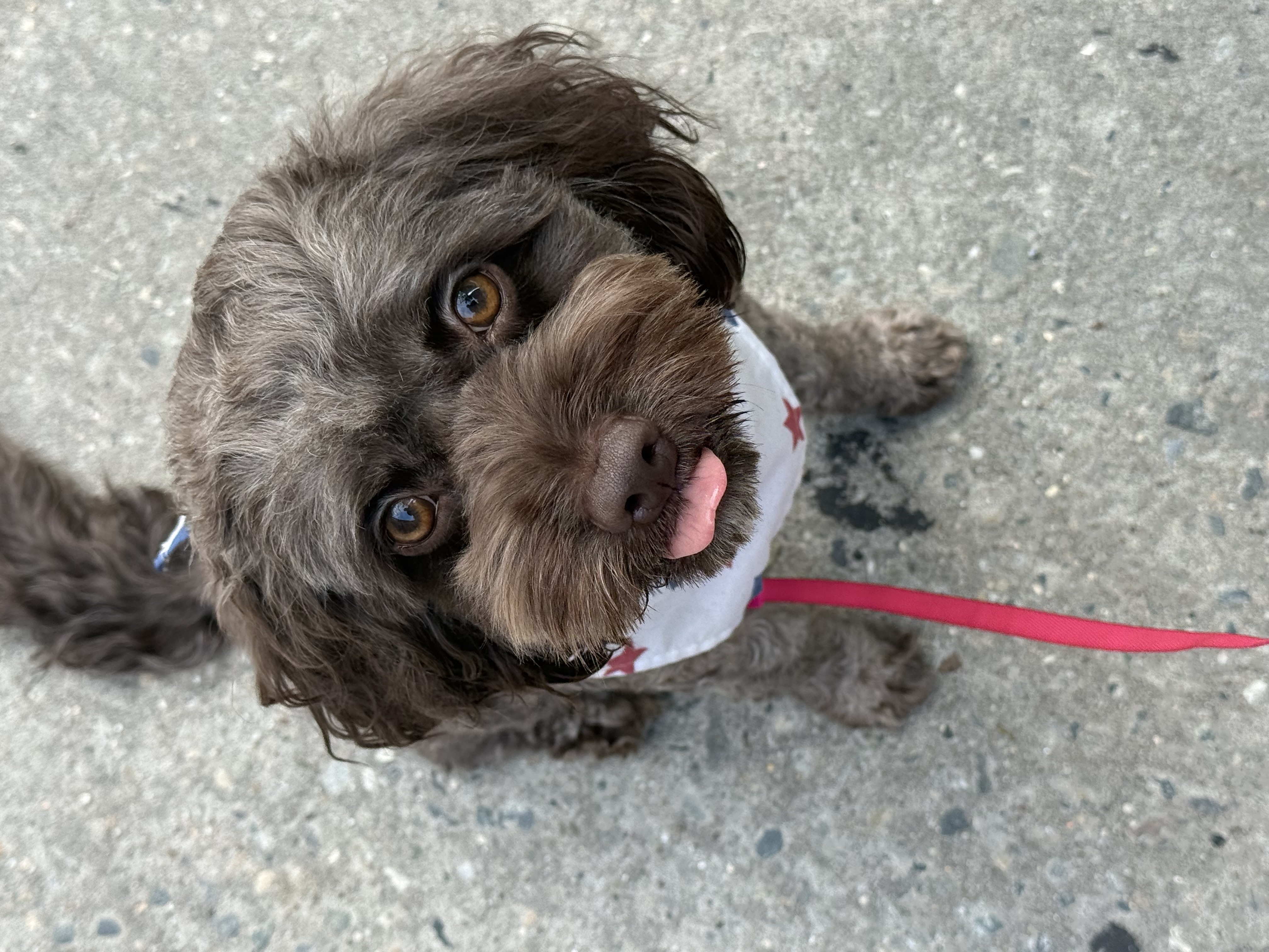 Dayanna’s pet care🐾 gallery photo