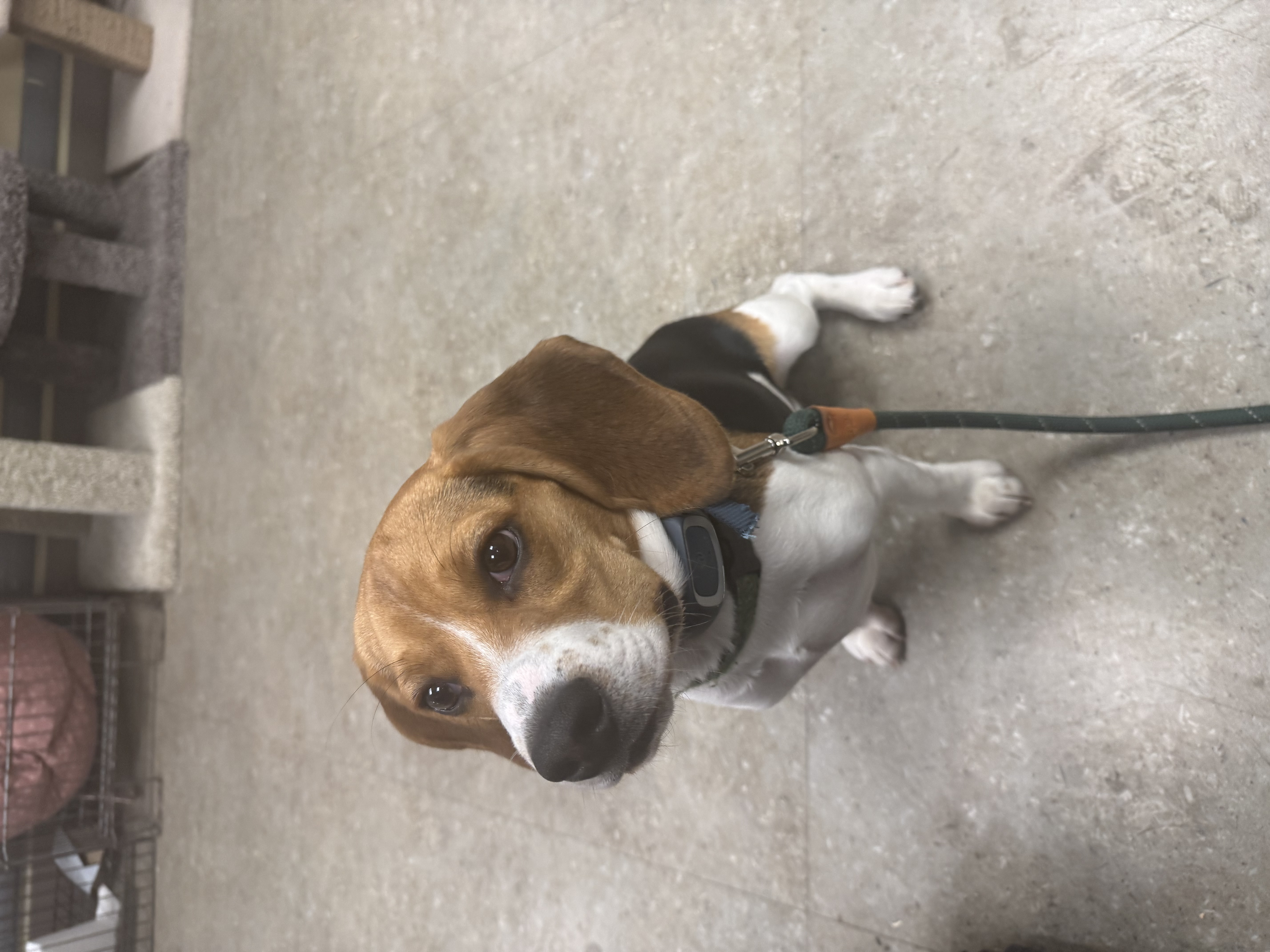 Dayanna’s pet care🐾 gallery photo