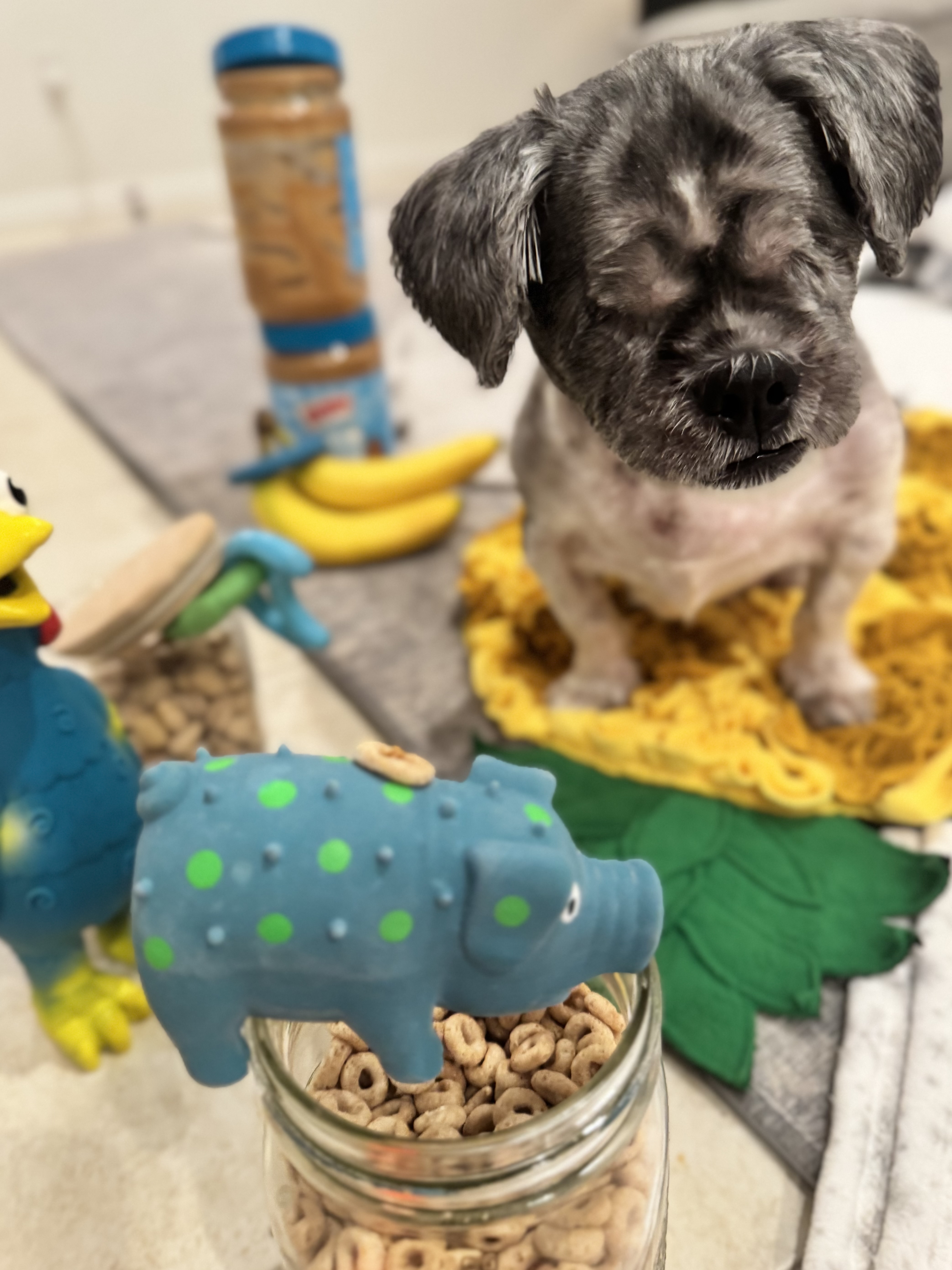 Caroline LaCamera (Ohh My Dog!)  gallery photo
