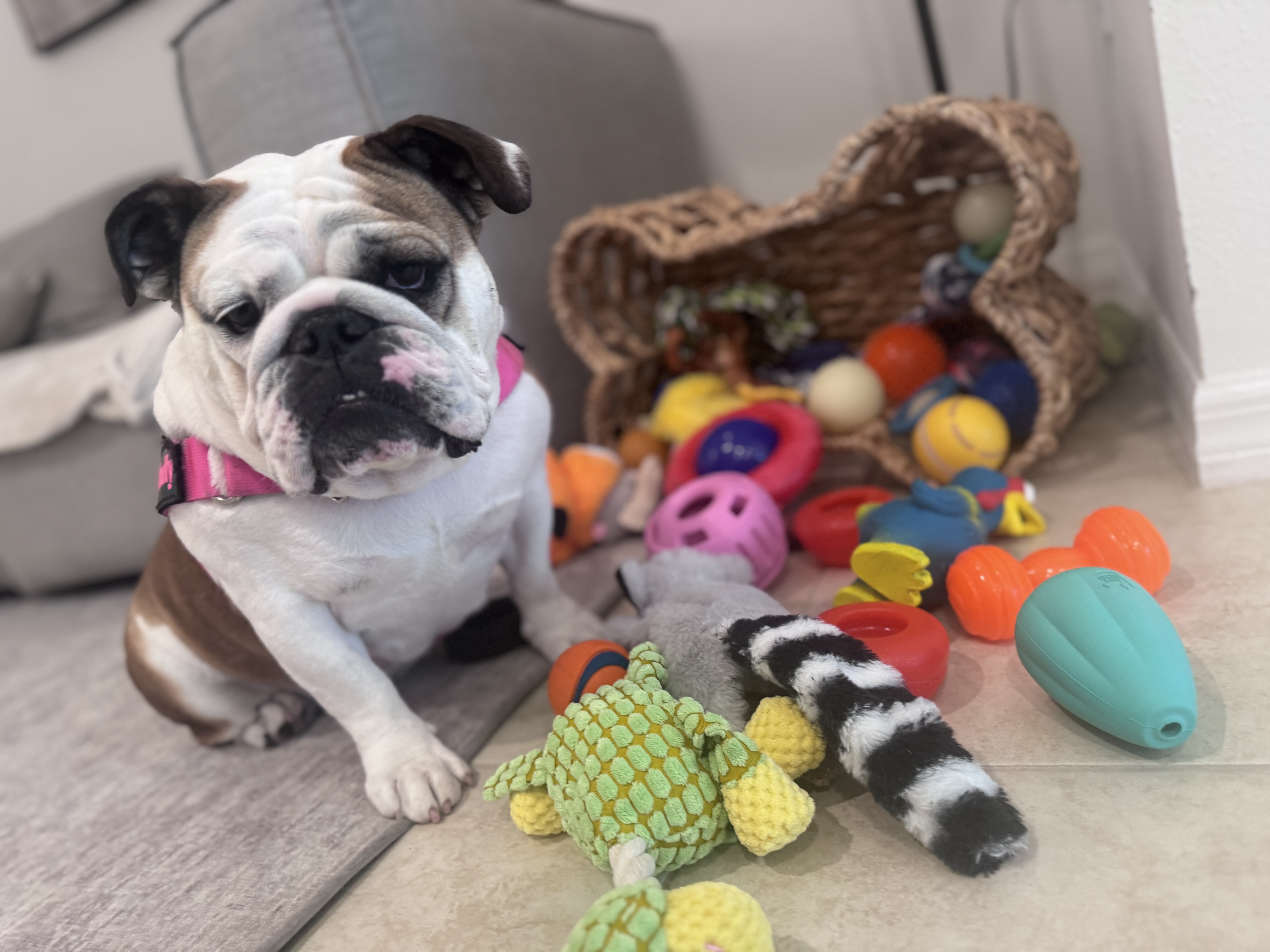 Caroline LaCamera (Ohh My Dog!)  gallery photo