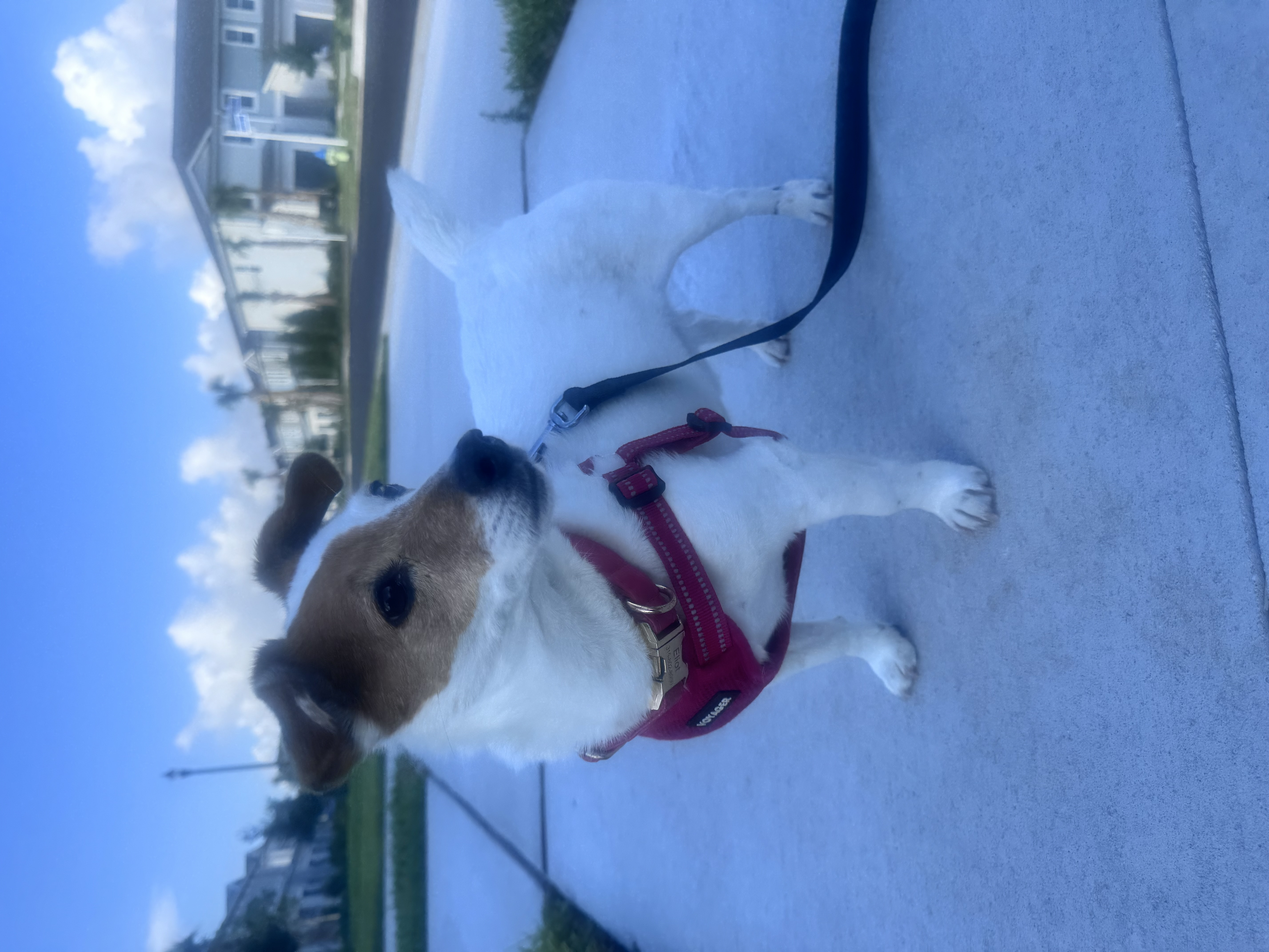 Caroline LaCamera (Ohh My Dog!)  gallery photo