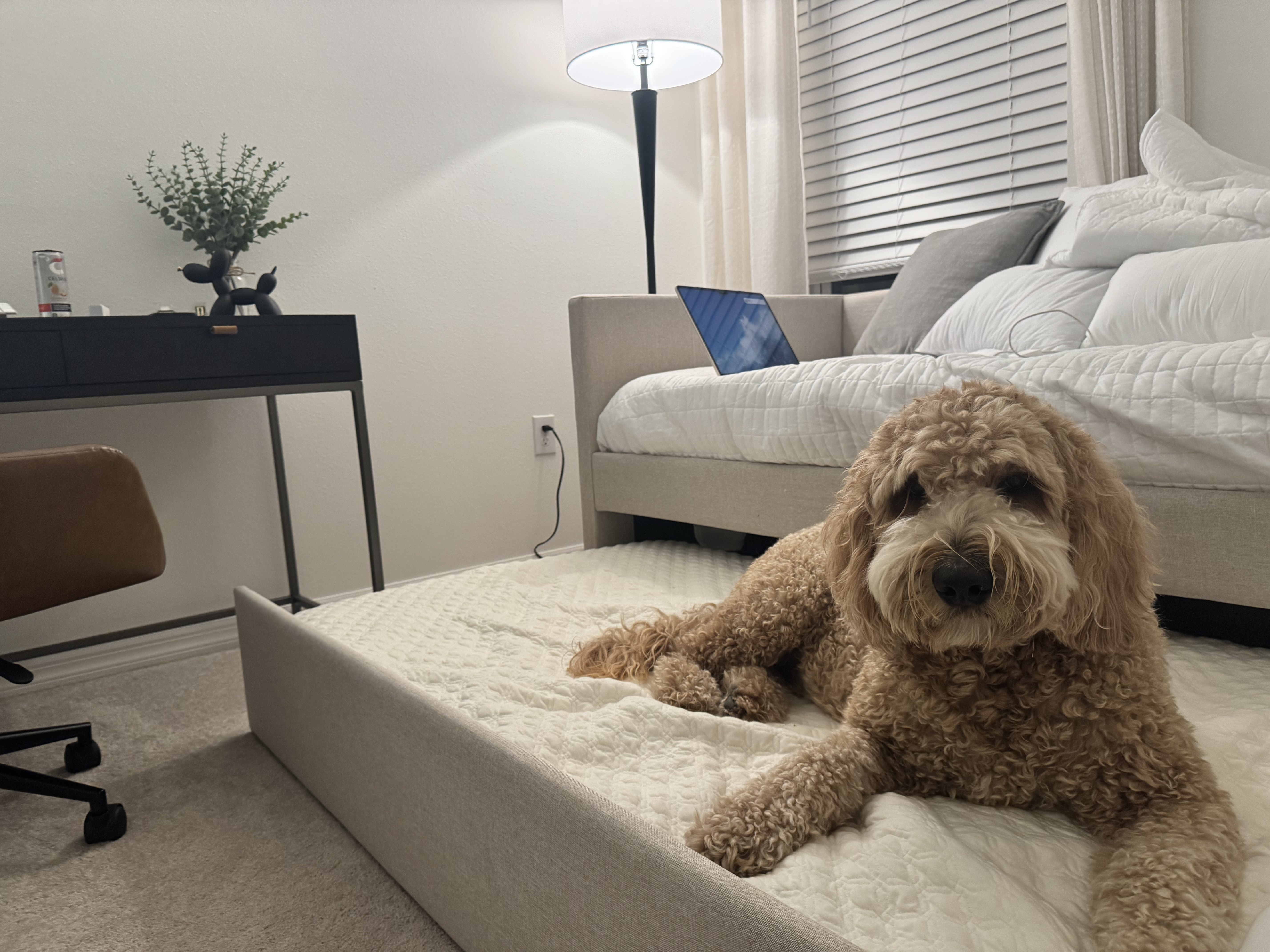 Caroline LaCamera (Ohh My Dog!)  gallery photo